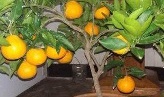 橘子种子盆栽种植方法（橘子怎么种植方法图片）