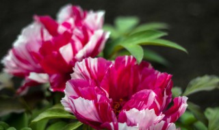 为什么牡丹花叫做国花 牡丹花为什么被称为国花