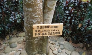 为什么箭毒木又叫见血封喉树（见血封喉树叶有毒吗）