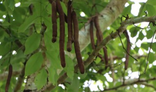 香肠树真的可以结香肠 香肠树怎么吃