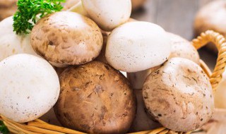 松树蘑菇怎么做着吃好吃 松树蘑菇的吃法