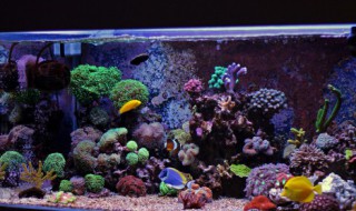 海里的珊瑚可以放到鱼缸里吗 珊瑚礁可以放在鱼缸里吗