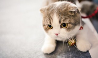 独一无二的猫咪名字招财 招财不俗气的猫咪名字