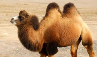 骆驼刺和骆驼之间是什么关系 你知道骆驼刺是什么样子的吗