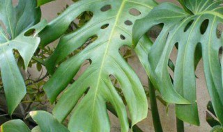 和龟背竹很像的植物是什么 跟龟背竹长得像的绿植