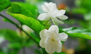 茉莉新发叶子变干怎么办（茉莉叶子变干了什么原因）