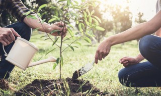为什么双子叶植物大多数是直根系 为什么双子叶植物大多数是直根系繁殖