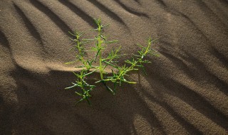 戈壁滩上生长的植物有哪些 戈壁滩常见植物