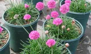 庭院植物繁殖的方法有哪些 庭院种植10种常见花卉