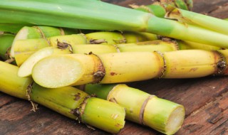 甘蔗常用扦插的方法进行繁殖 甘蔗扦插种植技术
