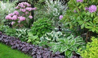 庭院植物繁殖有哪些方法 庭院种植什么植物