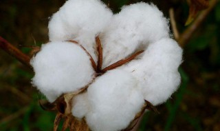 棉花是双子叶植物还是单子叶植物 棉花是双子叶植物吗