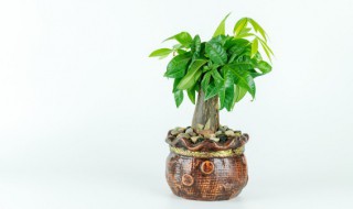 双子叶植物叶片的构造有何特点（双子叶植物的叶片结构有哪些主要特征）