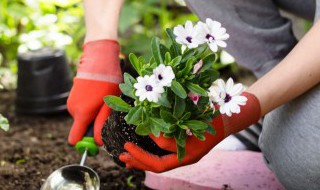 顽强生长的植物常见的有哪些 常见的生命力顽强的植物