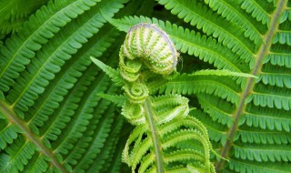 蕨类植物有什么特点 蕨类植物的典型植物有哪些