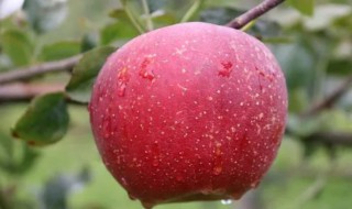红富士苹果树施肥 红富士苹果树施肥时间和方法