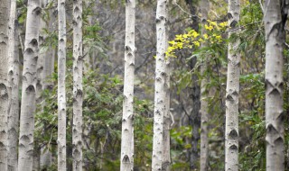 白杨树一般要多长时间长大（白杨树一年长多高）
