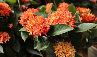 仙丹花施什么肥养得好 仙丹花好养吗