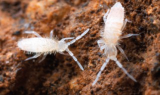 为什么在冰雪覆盖的北极仍有跳虫活动