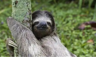 树懒为什么要下树排便 树懒排便要好长时间