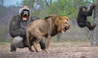 为什么狒狒不怕狮子（为什么狮子打不过狒狒）