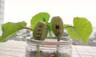 魔豆种子怎么种植方法 魔豆怎么种植呀?用什么土?