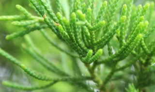 柏树开花有什么兆头 柏树开花象征着什么吗