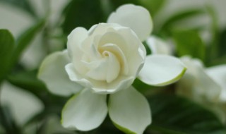 茜草科植物有哪些 茜草属植物