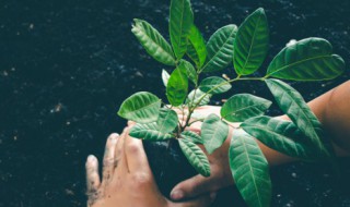 可以观赏植物有哪些（观赏花卉植物有哪些）