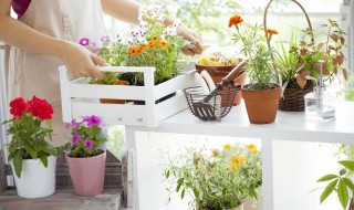 漆树科植物有哪些（漆树科植物有哪些图片）