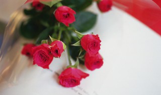 红玫瑰花种子种植方法（玫瑰花的种子种植方法）