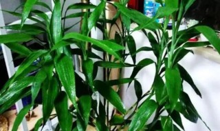 富贵竹可以栽到花盆里吗（富贵竹怎么移栽到盆里）