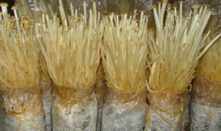银针菇怎么保鲜（金针菇怎么储存保鲜）