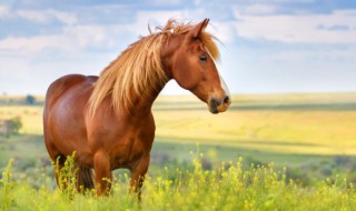 马喜欢吃什么食物 马喜欢吃什么食物英语?