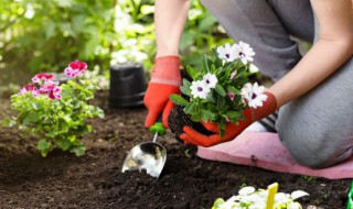 庭院植物栽植施肥深翻如何进行（庭院种植方法）