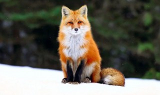 狐狸喜欢吃什么食物 野生狐狸喜欢吃什么食物