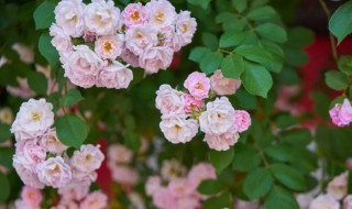 蔷薇花的养殖方法可以饲养吗（蔷薇花可以室内养殖吗）