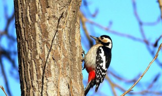 啄木鸟吃什么食物 啄木鸟吃什么食物木鸟除了虫子吃什么