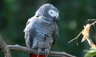 非洲灰鹦鹉是保护动物吗 灰色鹦鹉是国家保护动物吗