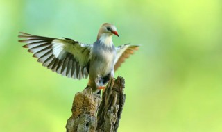 丝光椋鸟是保护动物吗 丝光椋鸟是留鸟吗