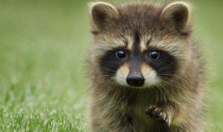 浣熊是保护动物吗（浣熊是国家保护的动物吗?）