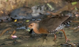 田鸡是国家保护动物吗 田鸡野生是国家保护动物吗