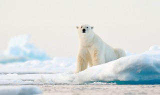 北极熊是保护动物吗（保护野生动物北极熊）