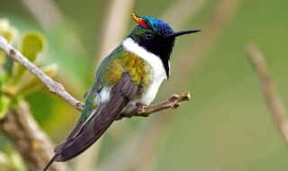 蜂鸟是保护动物吗 蜂鸟是保护动物么