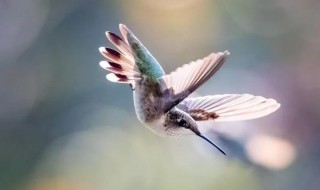 蜂鸟是国家保护动物吗 蜂鸟是保护鸟类吗