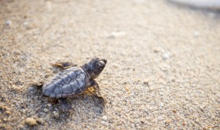 海龟是国家保护动物吗 海龟属于国家保护动物吗