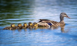 黑水鸭是保护动物吗 黑野鸭子是保护动物吗