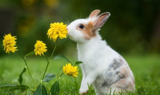 野兔是国家保护动物吗 野兔是国家保护动物吗法律法规检索