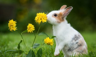 野兔子是保护动物吗 野兔子是保护动物么