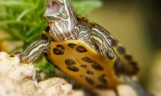 石金钱龟是保护动物吗 金钱龟是不是保护动物